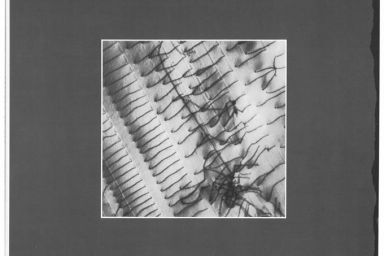 Rosas danst Rosas, record 1983